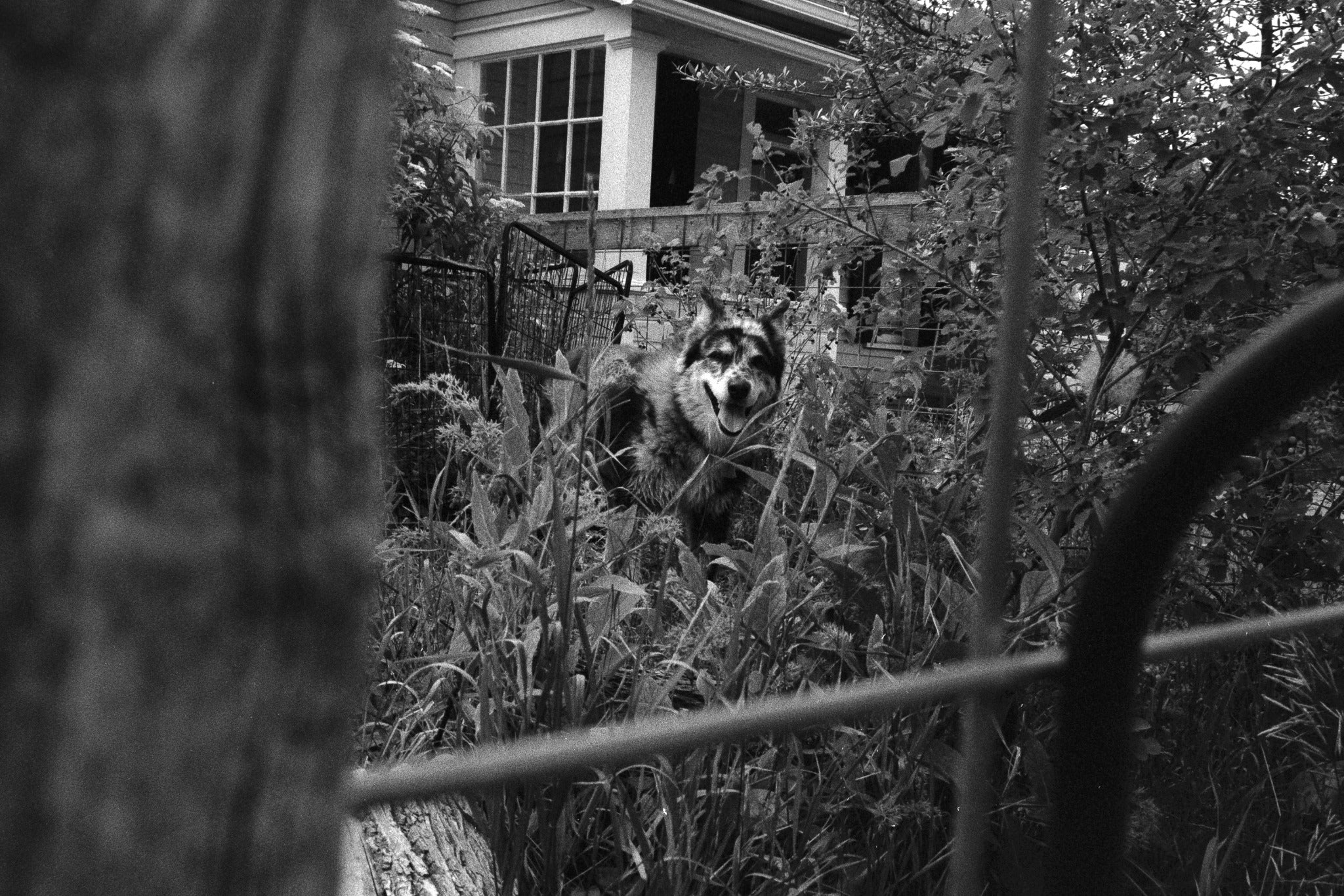 Kentmere Pan 400 - 35mm - 36exp